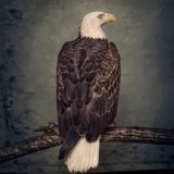 Clutch - Book of Bad Decisions