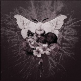 Celestial Grave - Pvtrefactio